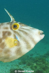 A nicely coloured leatherjacket. The picture is a crop fr... by Daniel Poloha 